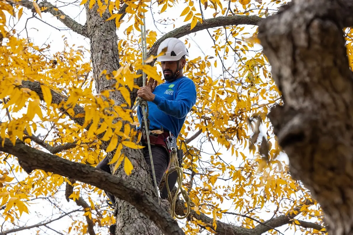 Skilled Tree Planting crew working in Austin